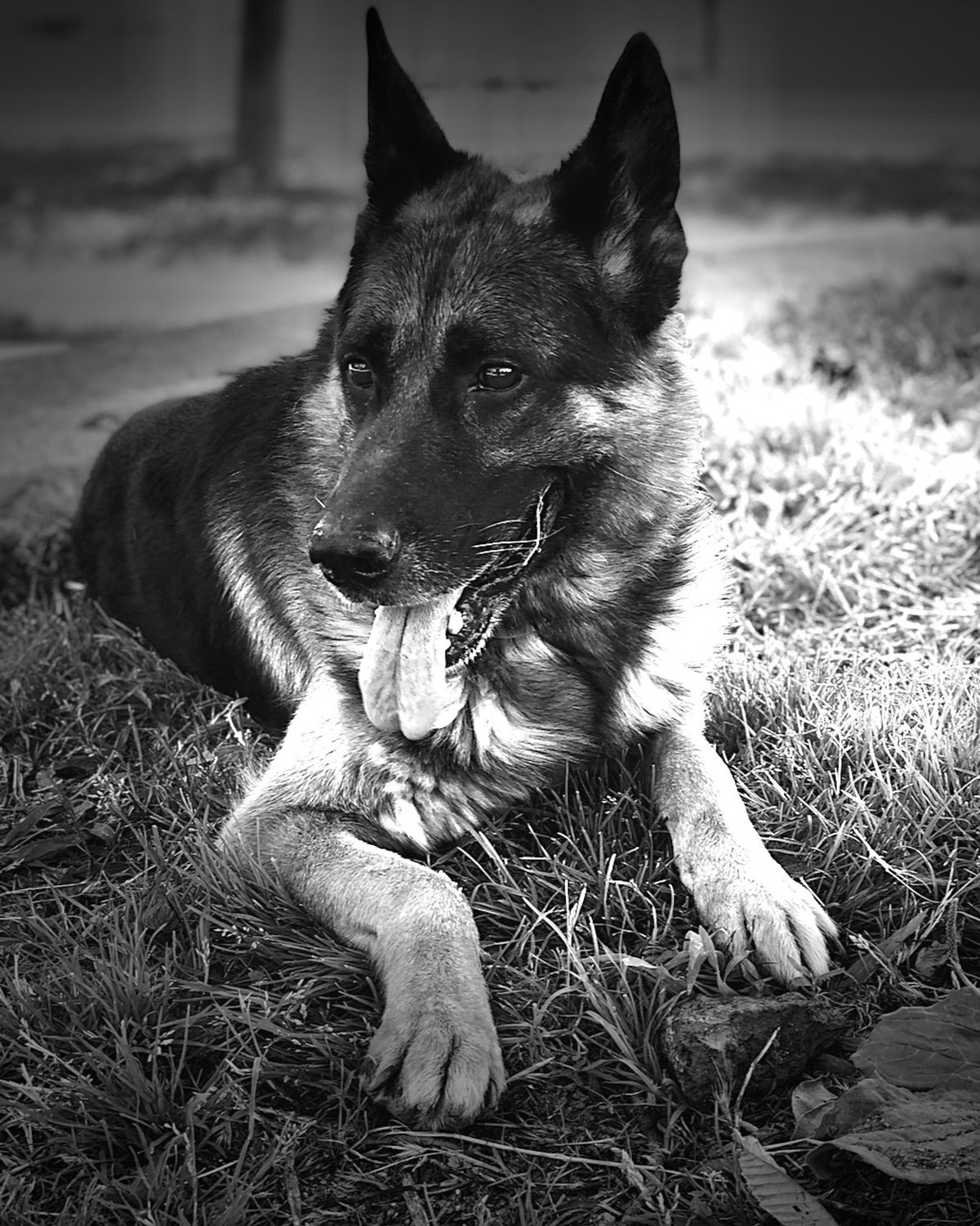 Retrato en blanco y negro de Jota, el perro del estudio ISOKO