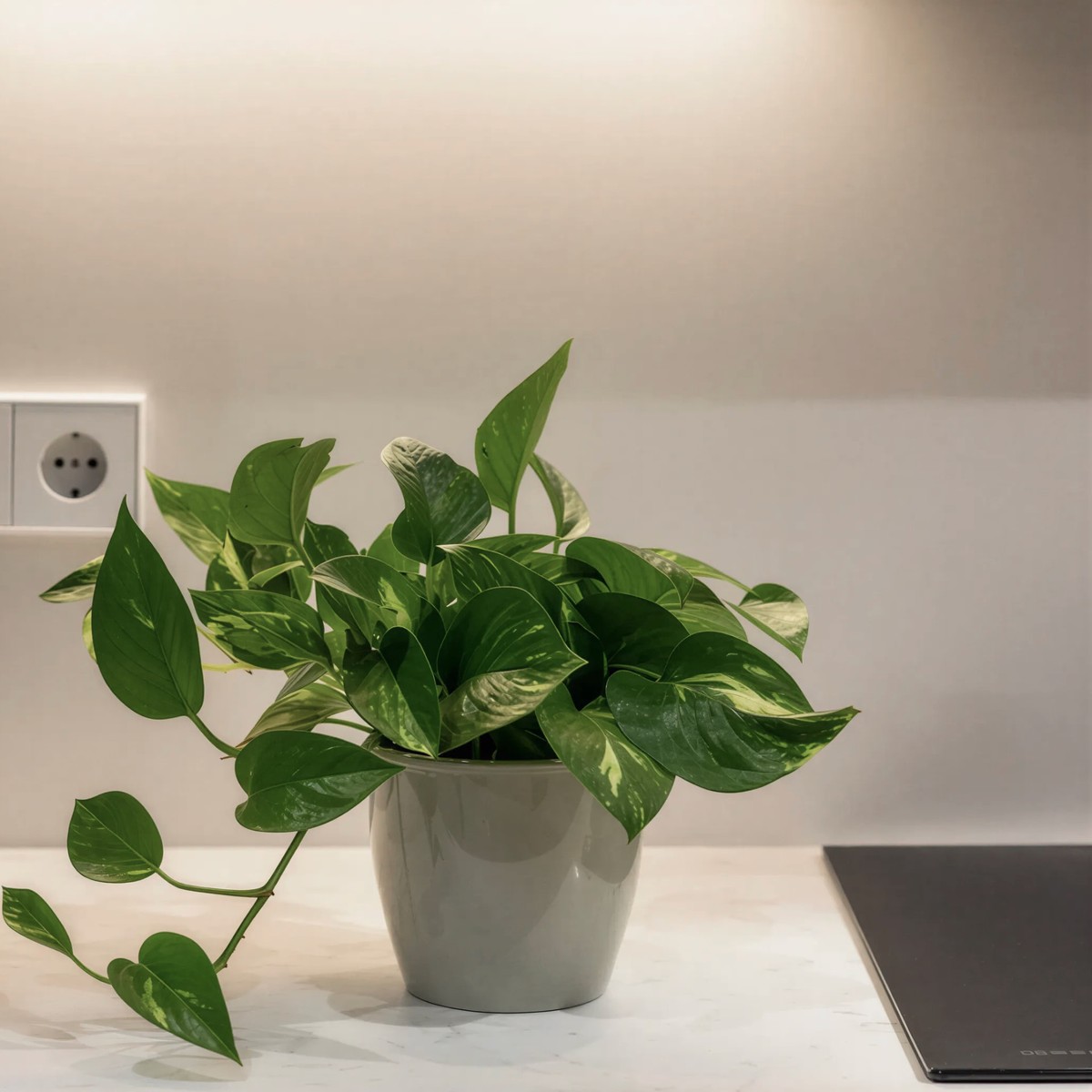 Encimera clara de superficie compacta con una planta y el canto de la placa de inducción